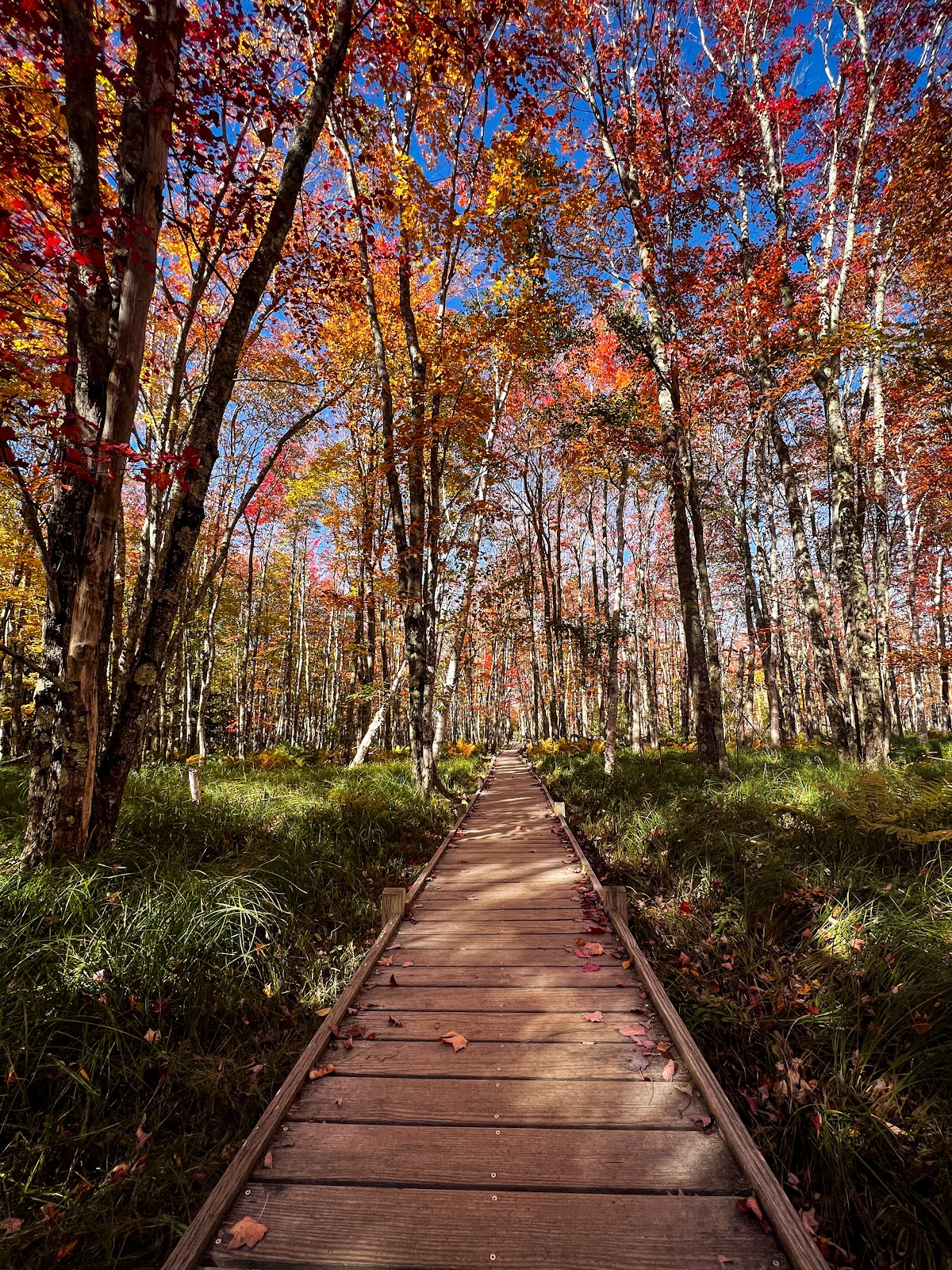 Hemlock Trail