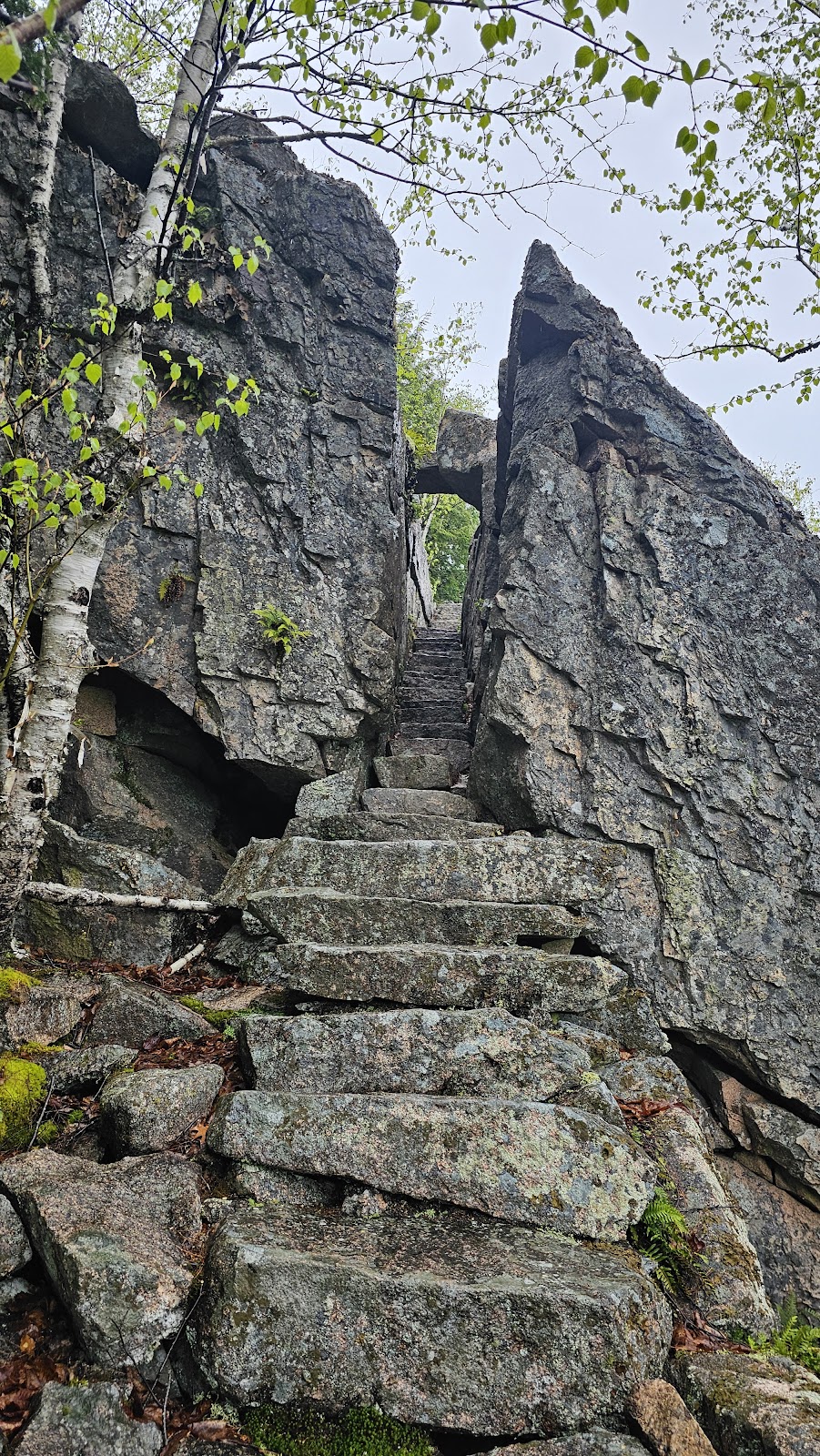 Homans Path