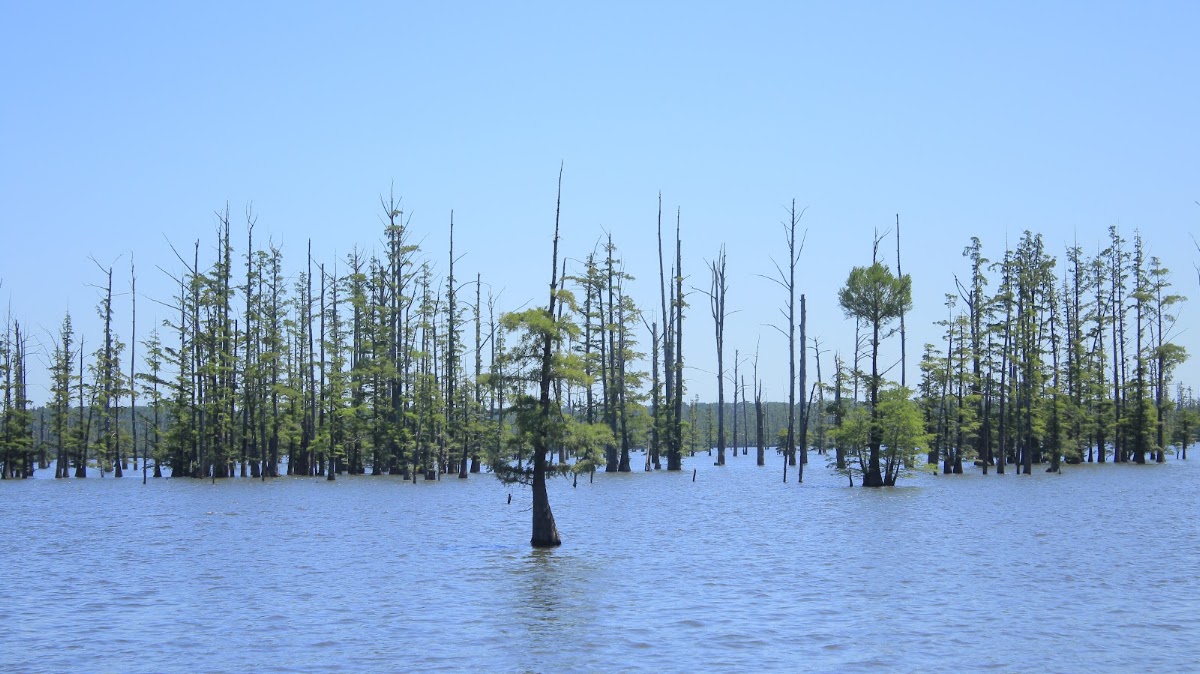 Hovey Lake