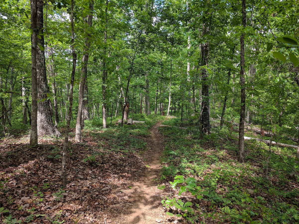 Todds Creek - Clemson Experimental Forest