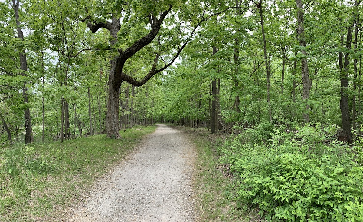 Linne Woods