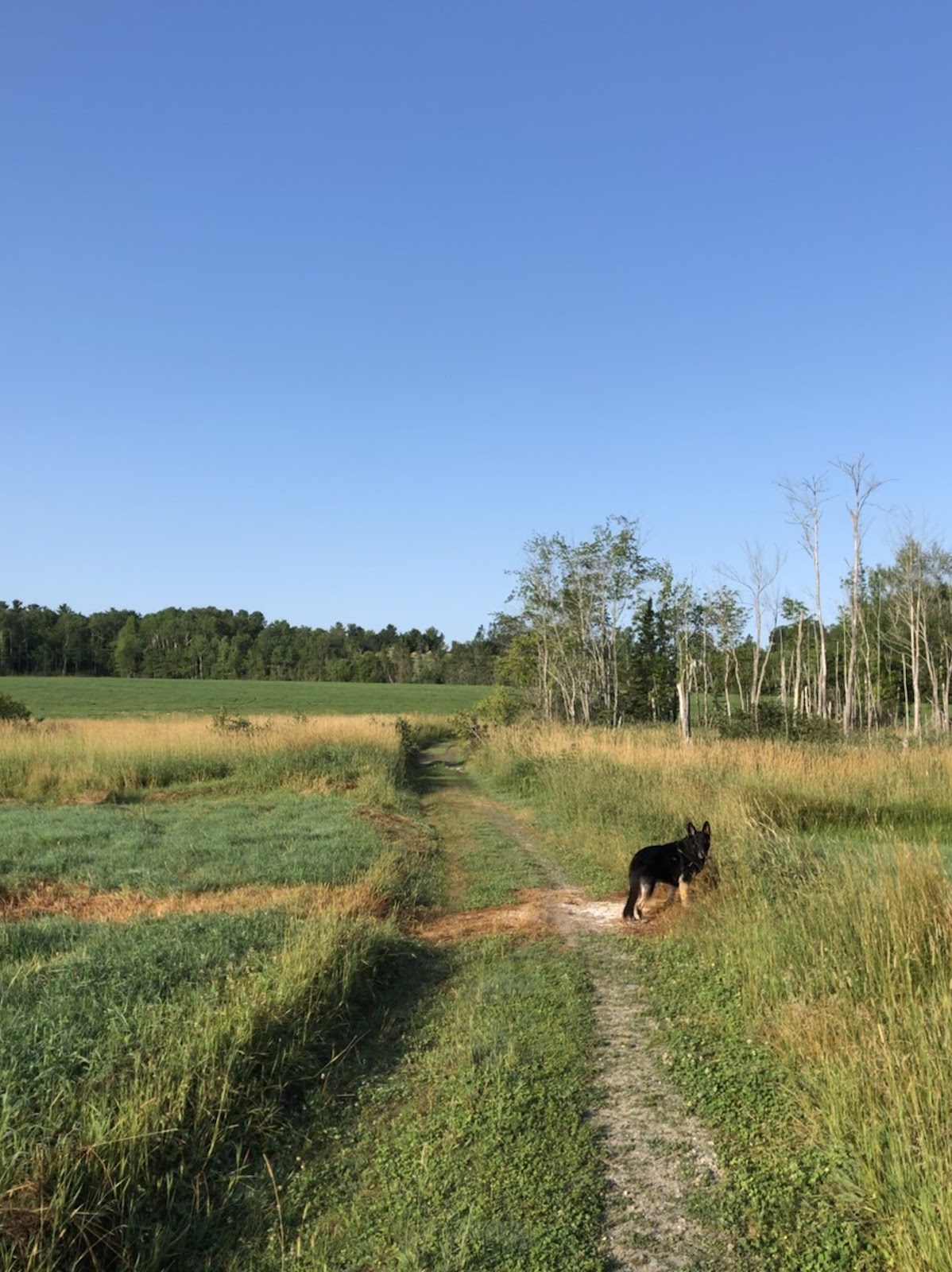 University Forest
