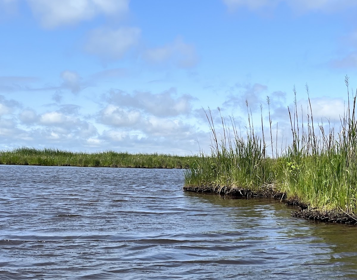 North Landing River