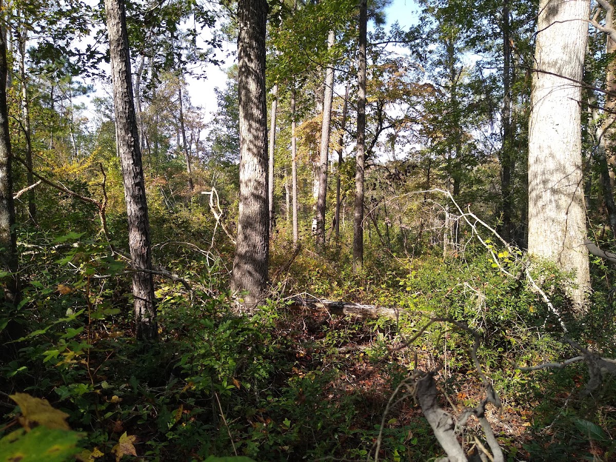 Holston Creek Road