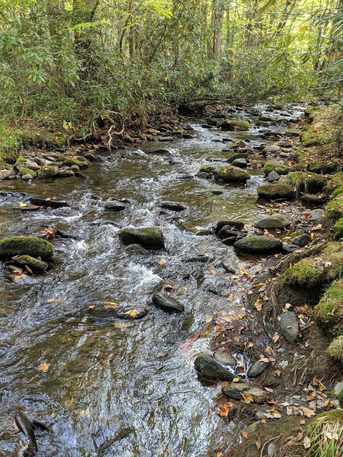 Big Fork Ridge Trail