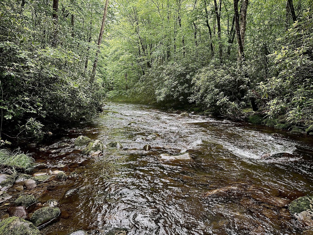 Bradley Fork Trail