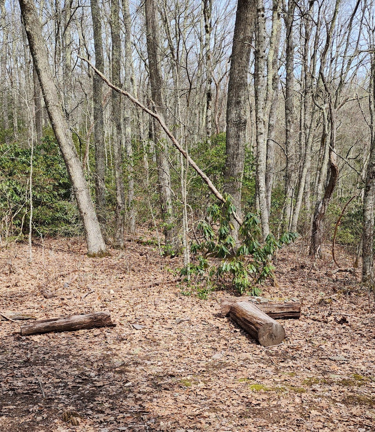 Cataloochee Divide Trail