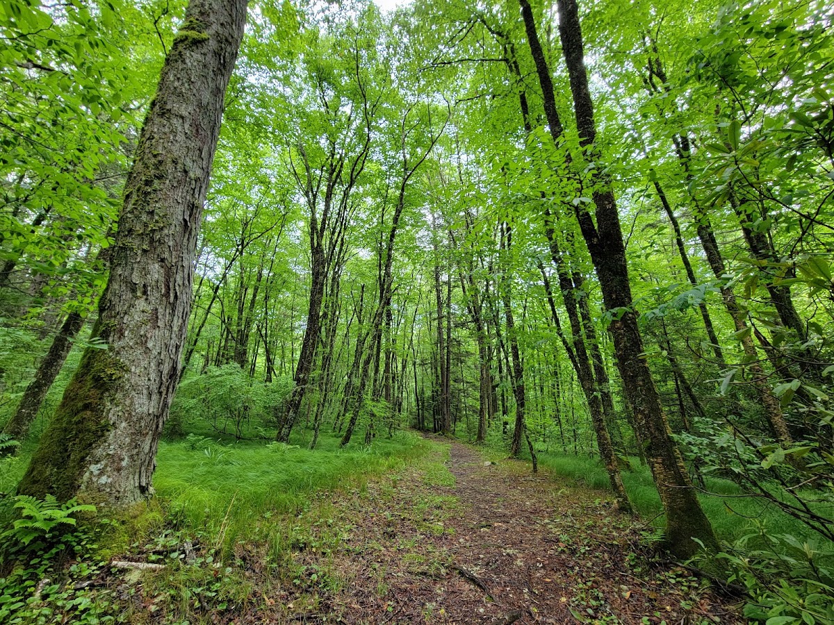 Flat Creek Trail