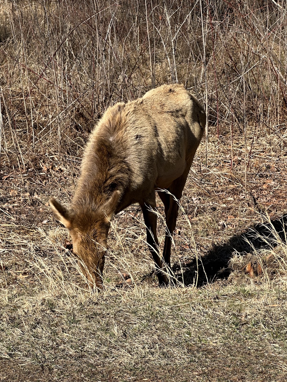 Little Cataloochee Trail