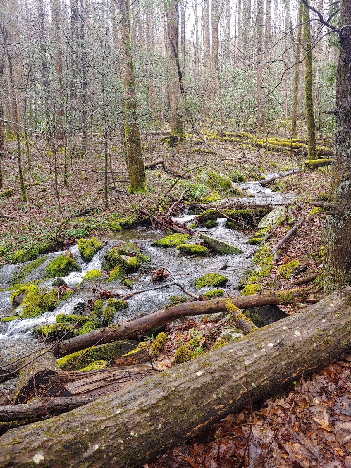 Maddron Bald Trail
