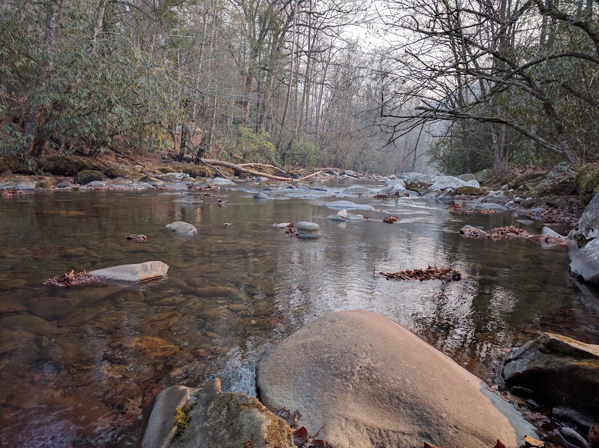 Newton Bald Trail