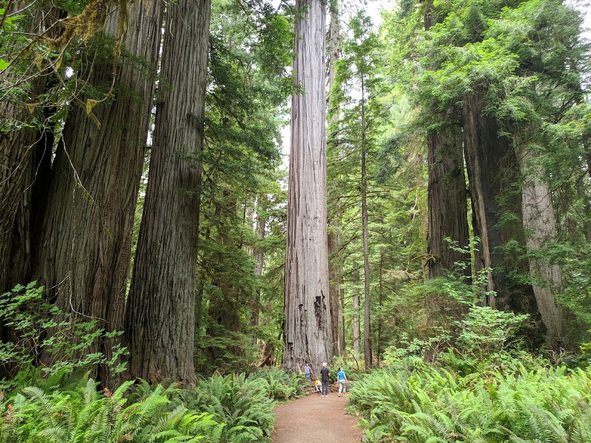 Big Tree Wayside