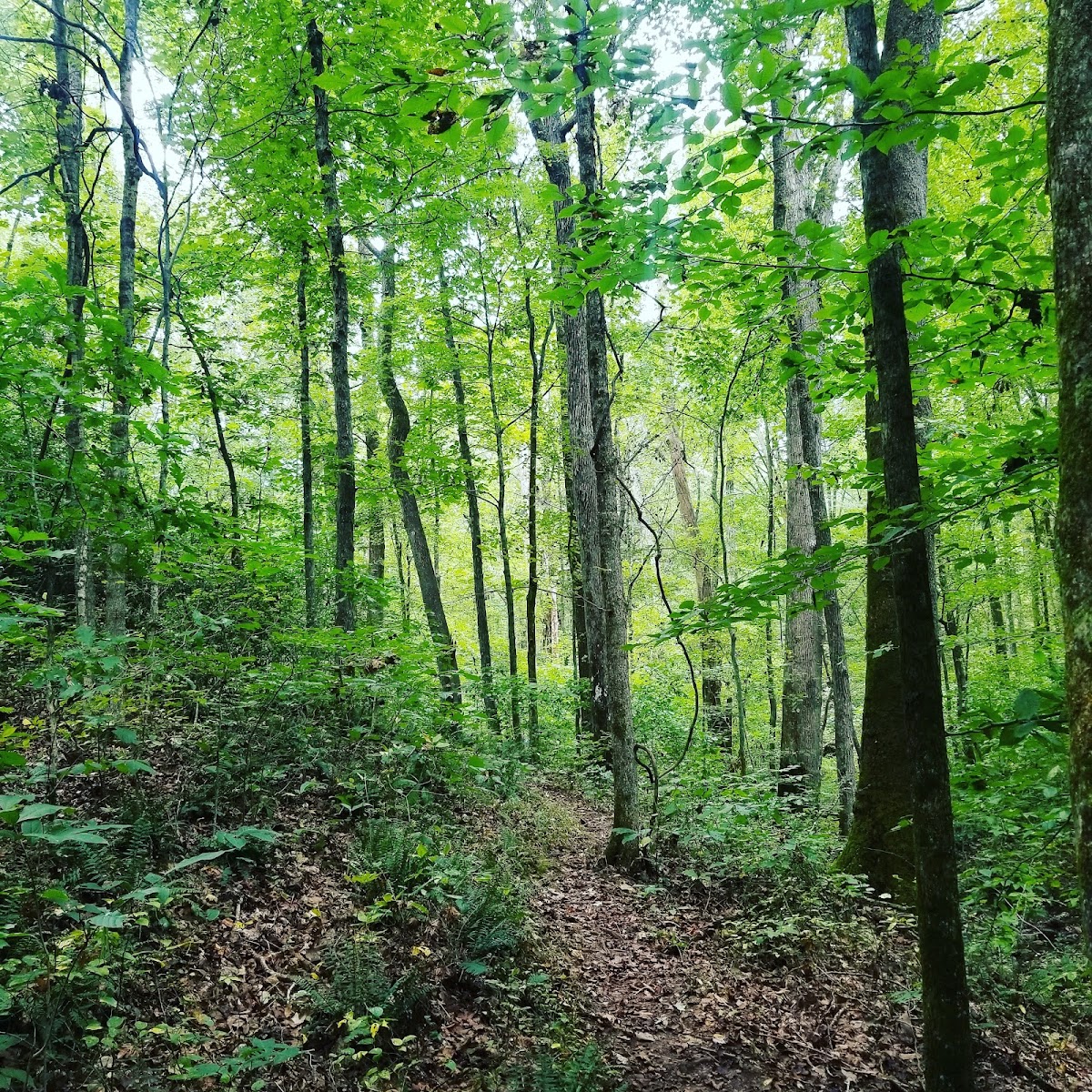 Yellow MTB Trail