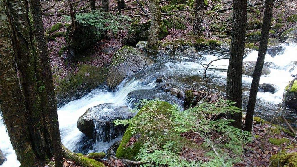 Amherst Mountains Community Forest