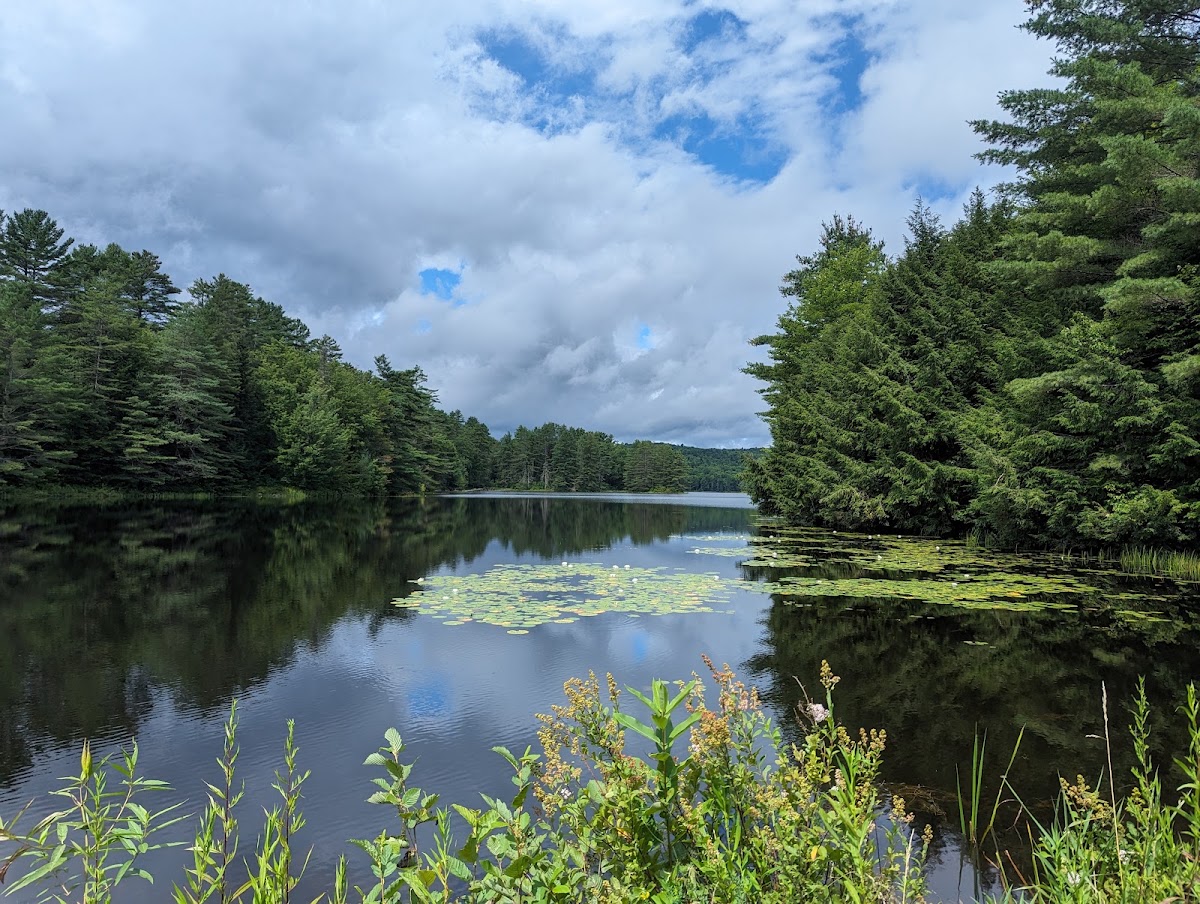 Gale Meadows Pond