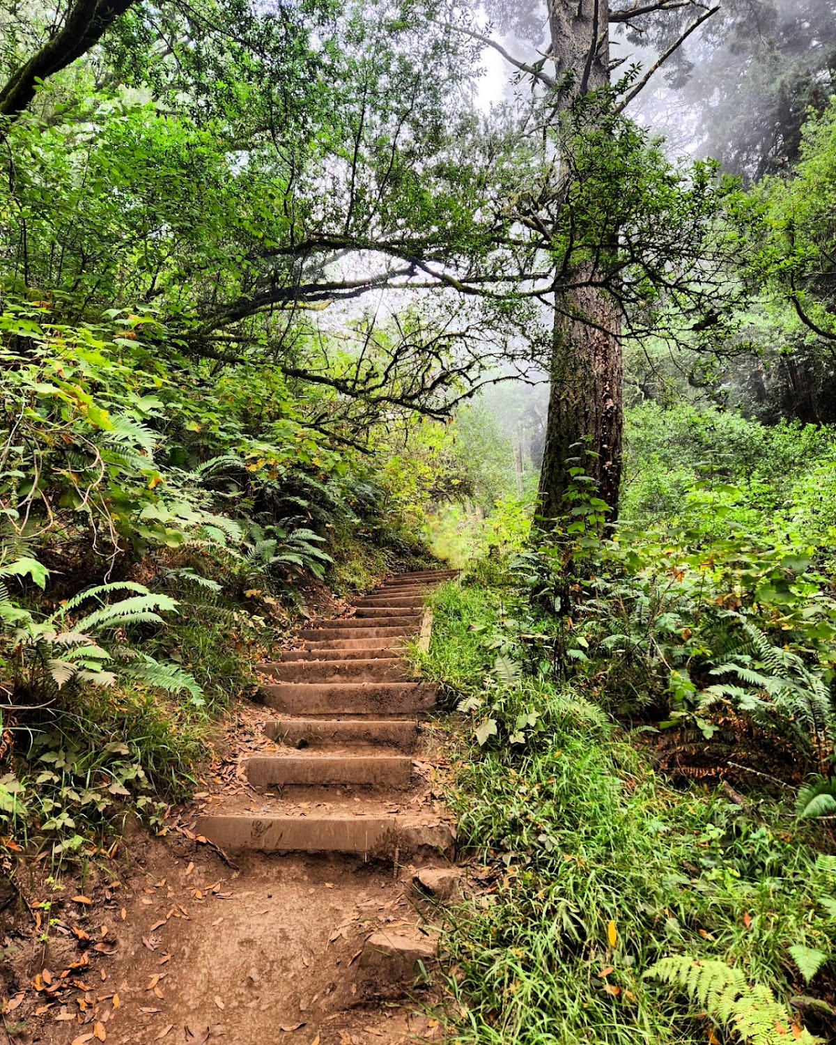 Old Mine Trail