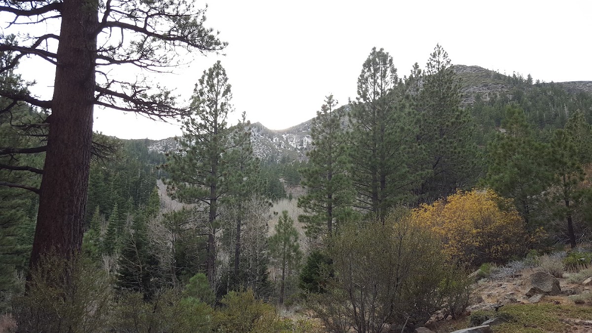 Jones/Whites Creek Loop