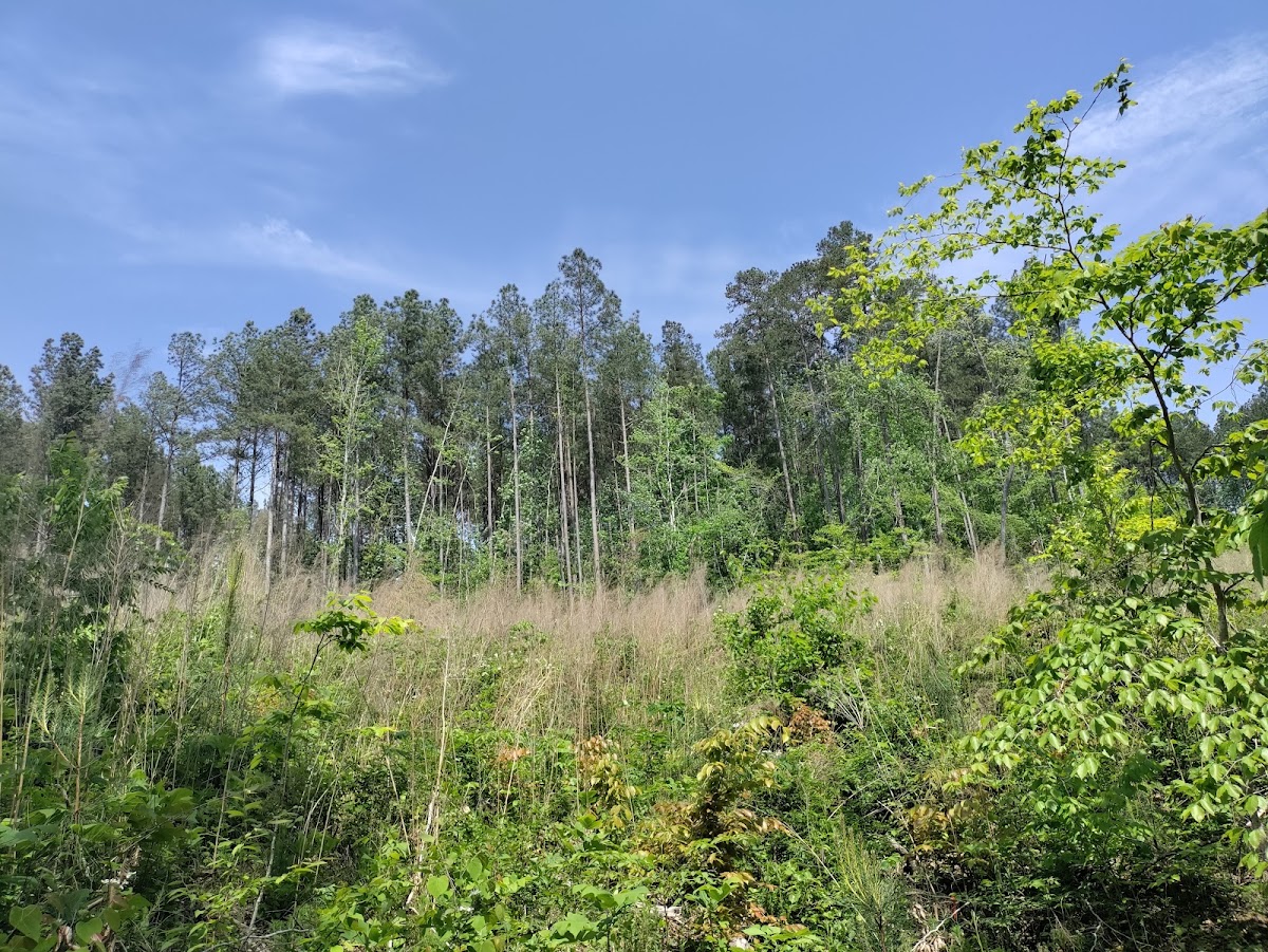 Fant's Grove - Clemson Experimental Forest