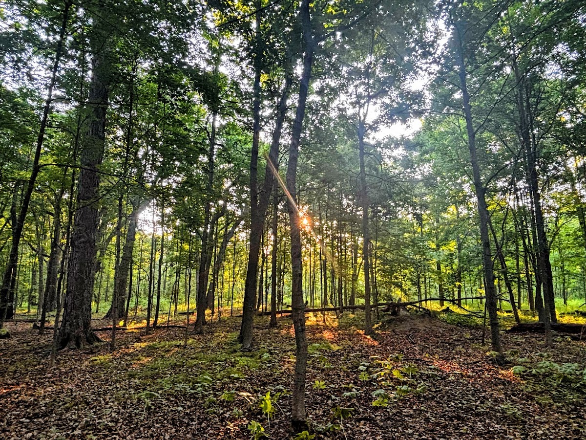 Lake Avenue Woods