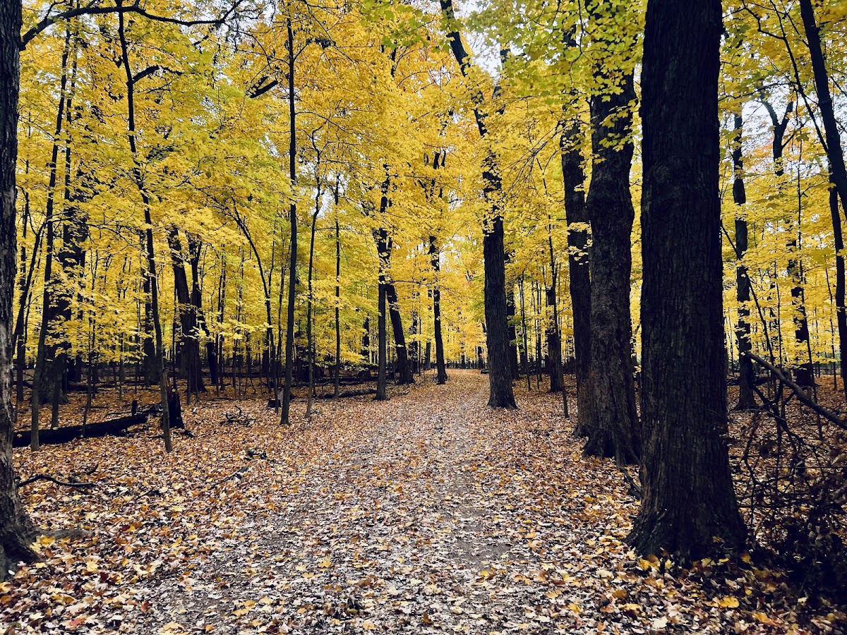 Algonquin Woods
