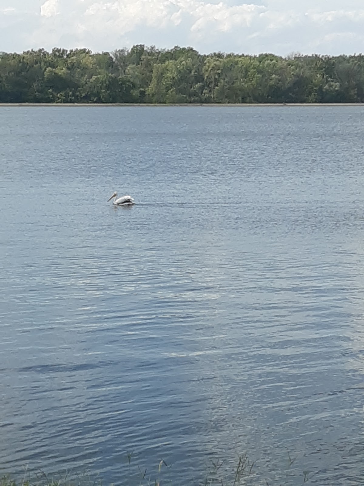 Raccoon Lake