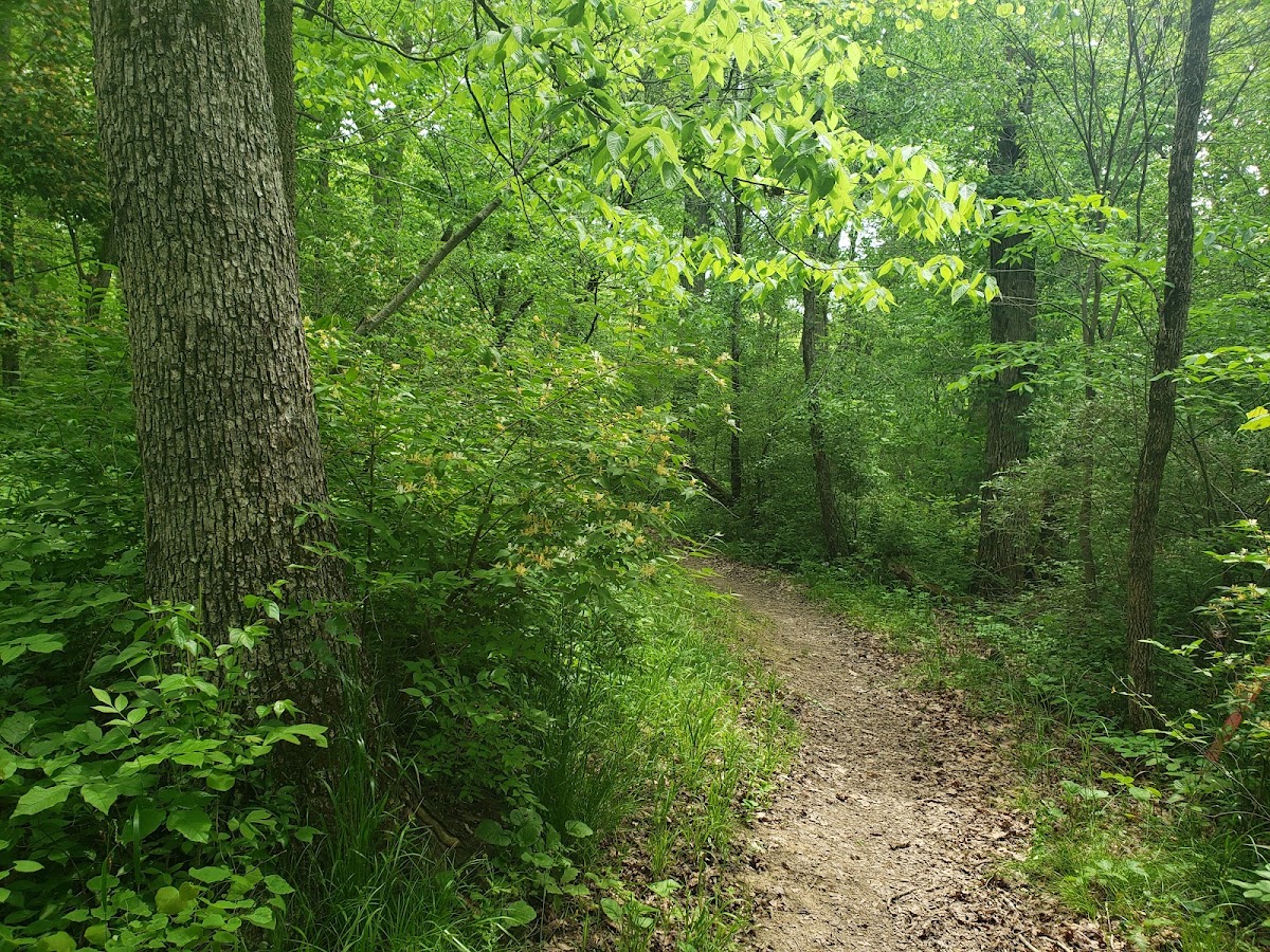 Deer Creek