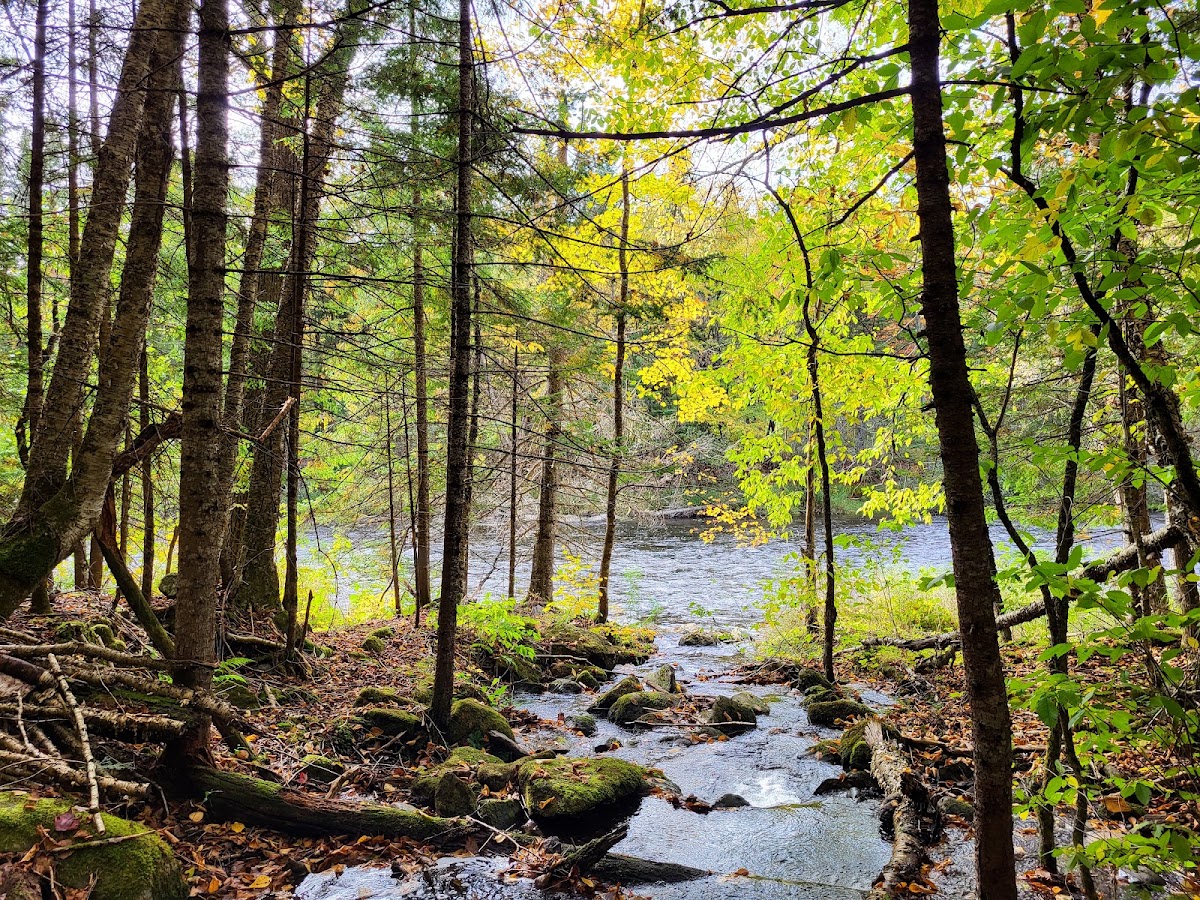 Washburn Family Forest