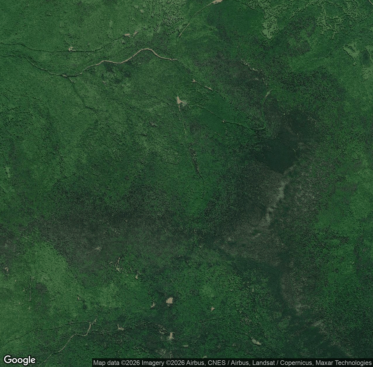 Bunnell Working Forest