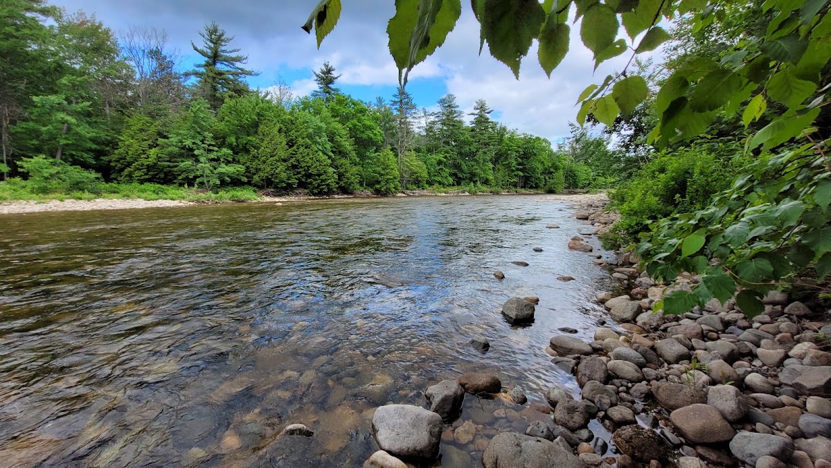 Albany Town Forest