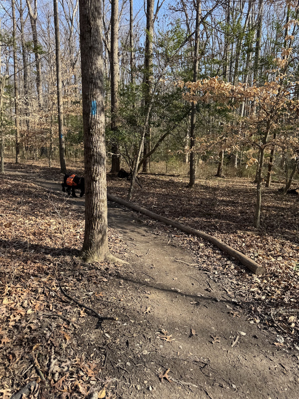 Piney Branch Stream Valley Park