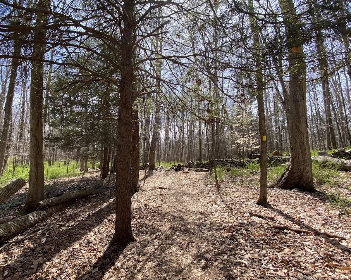 Whetten Woods