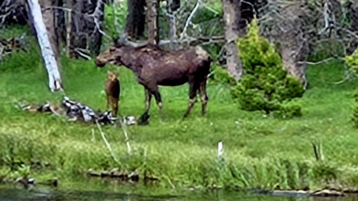 Polecat Creek