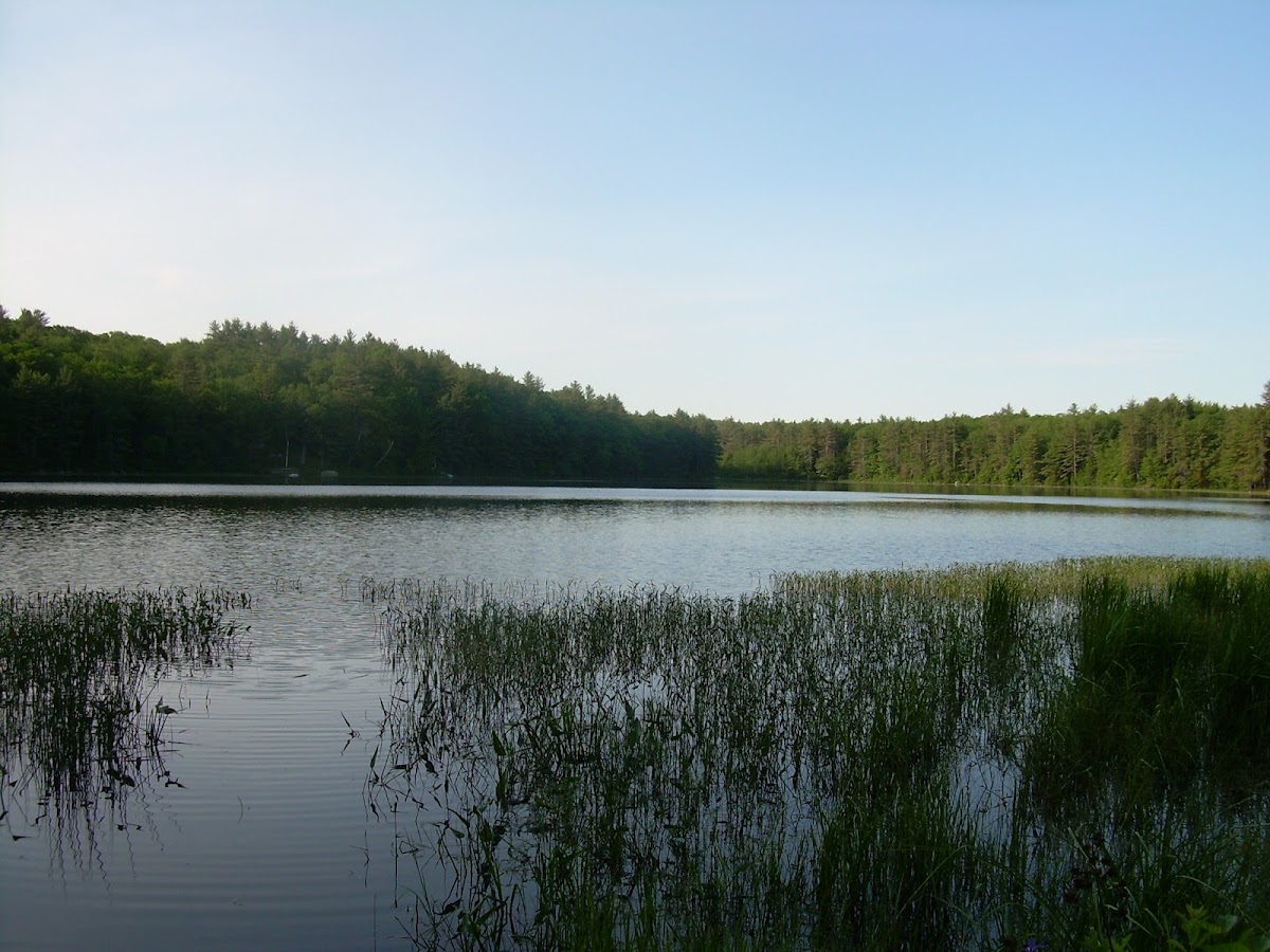 Dudley Pond Forest