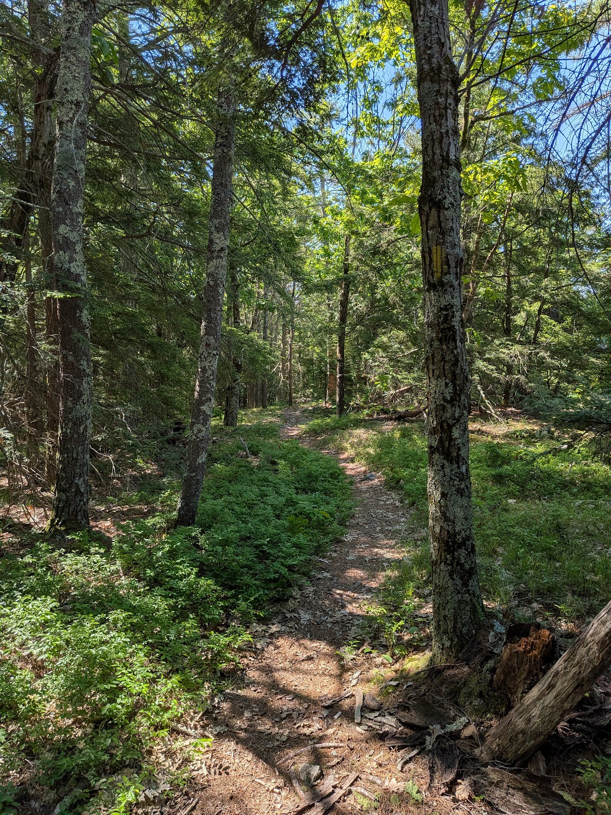 Hedgehog Mountain Forest