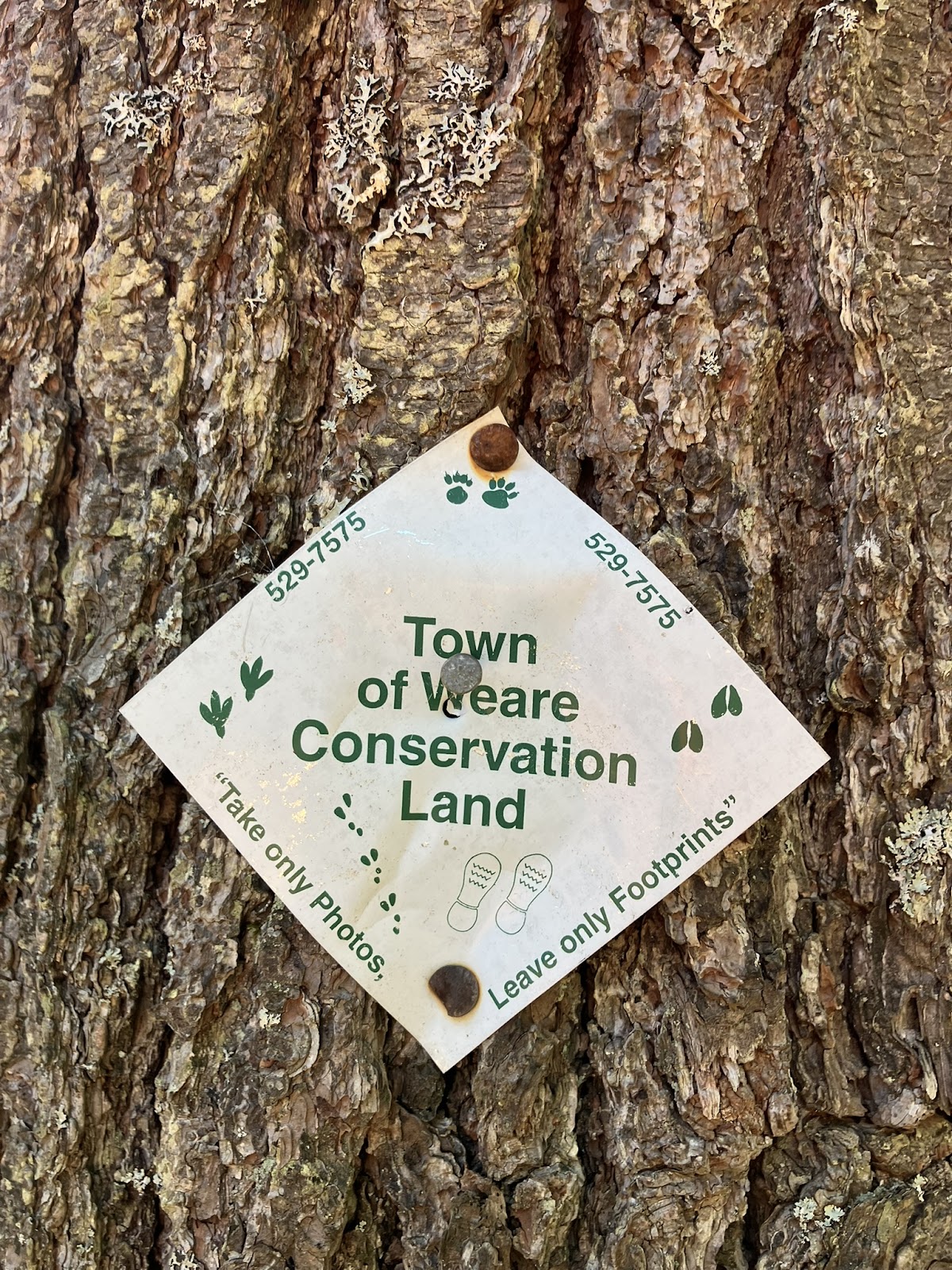 Ferrin Pond Town Forest