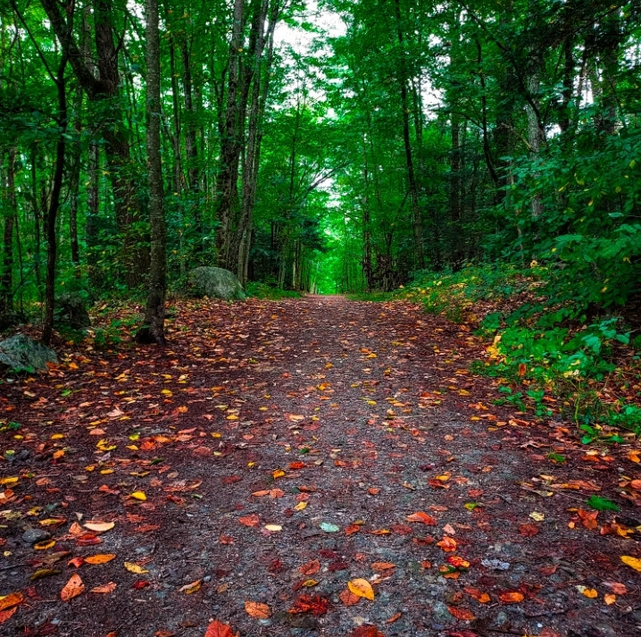 Palmer-Bartell Forest