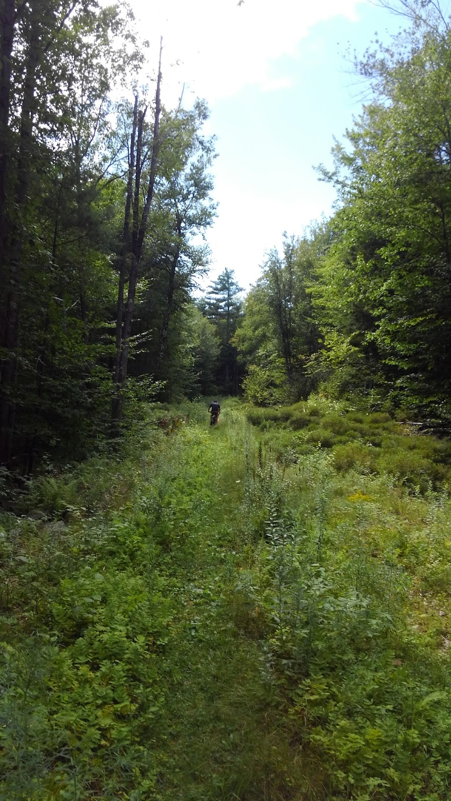 Strafford Town Forest
