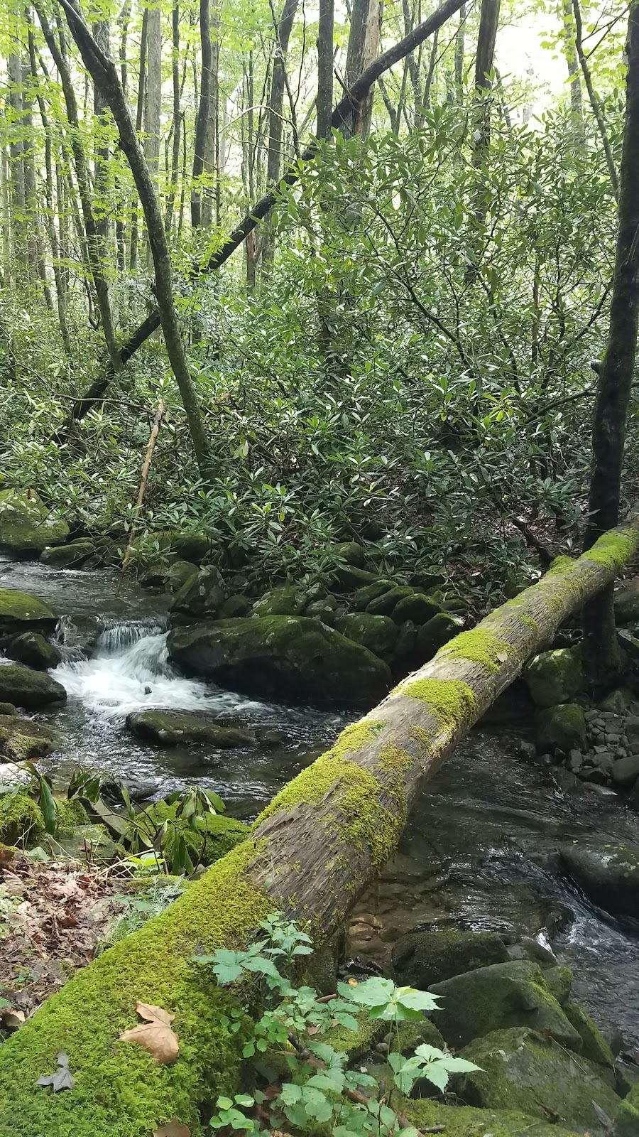 Sycamore Creek Trail