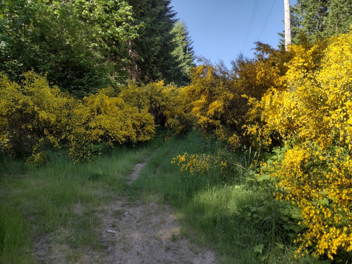 West Yelm Woodlands