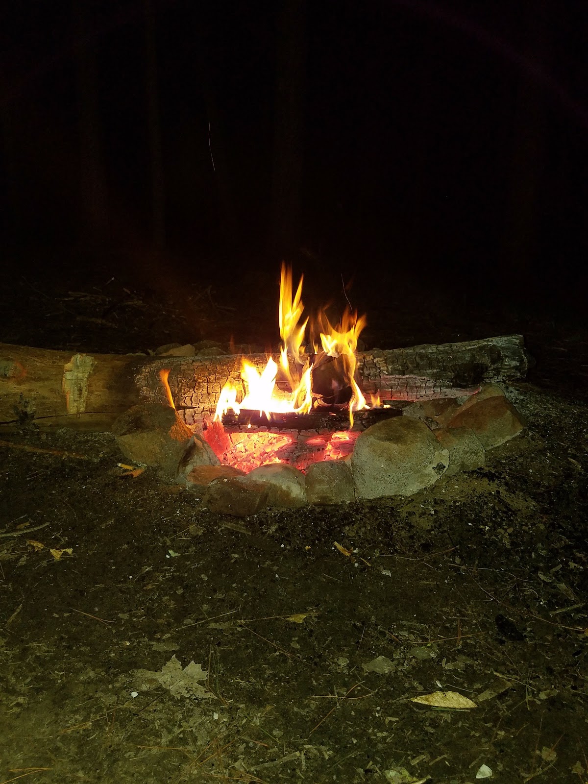 East Otto State Forest