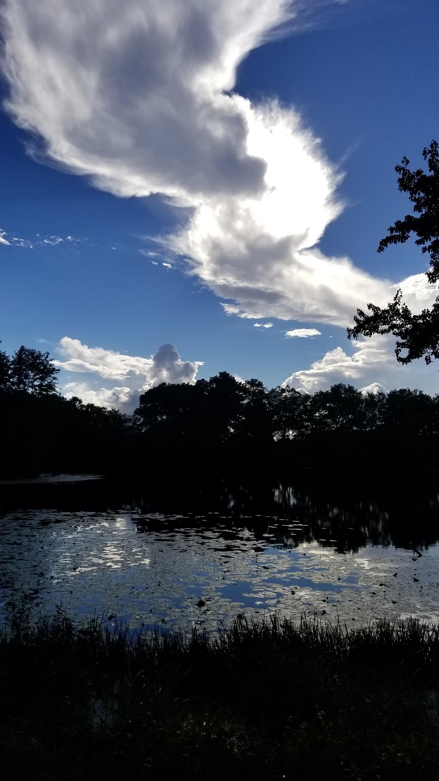 Abbots Pond