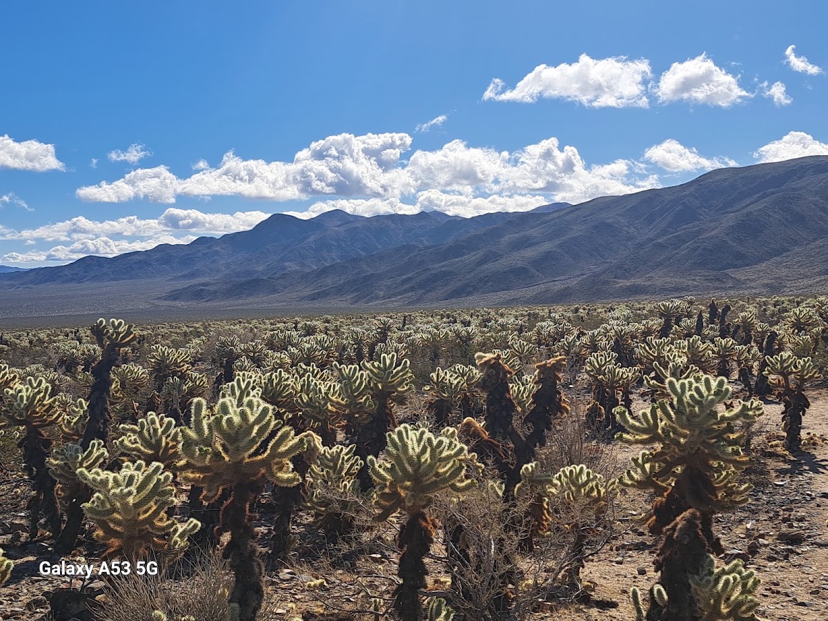 Cholla Cactus Garden Parking Area