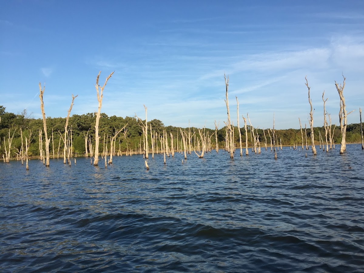 Longmire Lake
