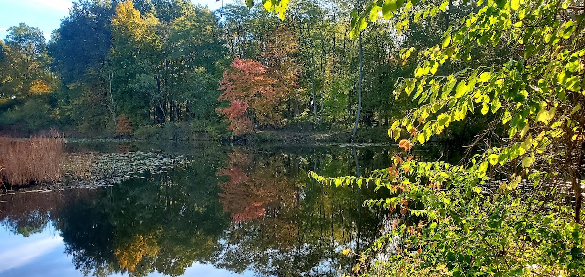 Zehner Millpond
