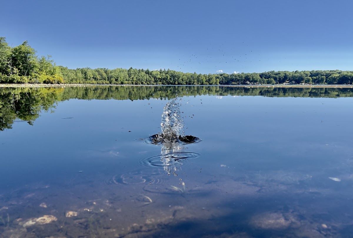 Williams Pond