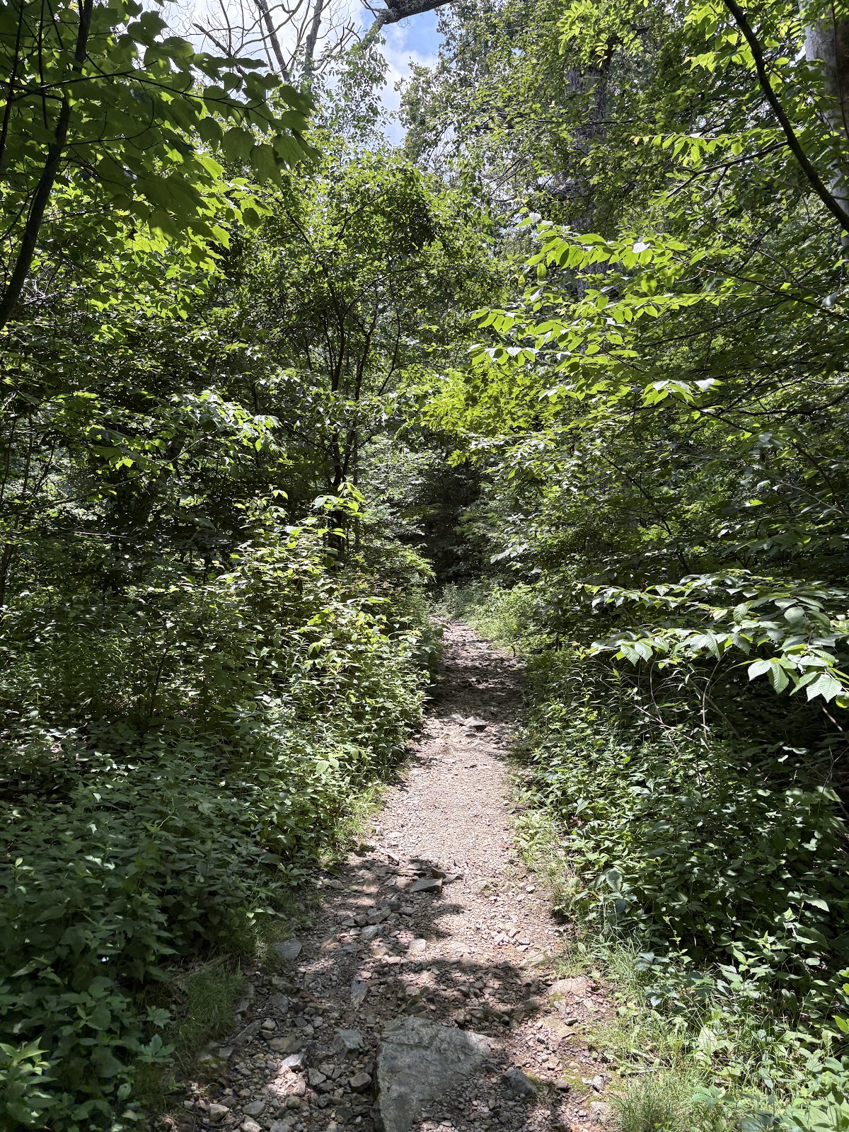 Hazel Mountain Trail