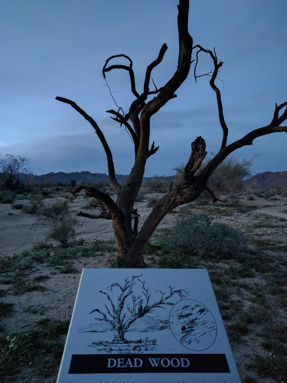 Bajada Nature Trail