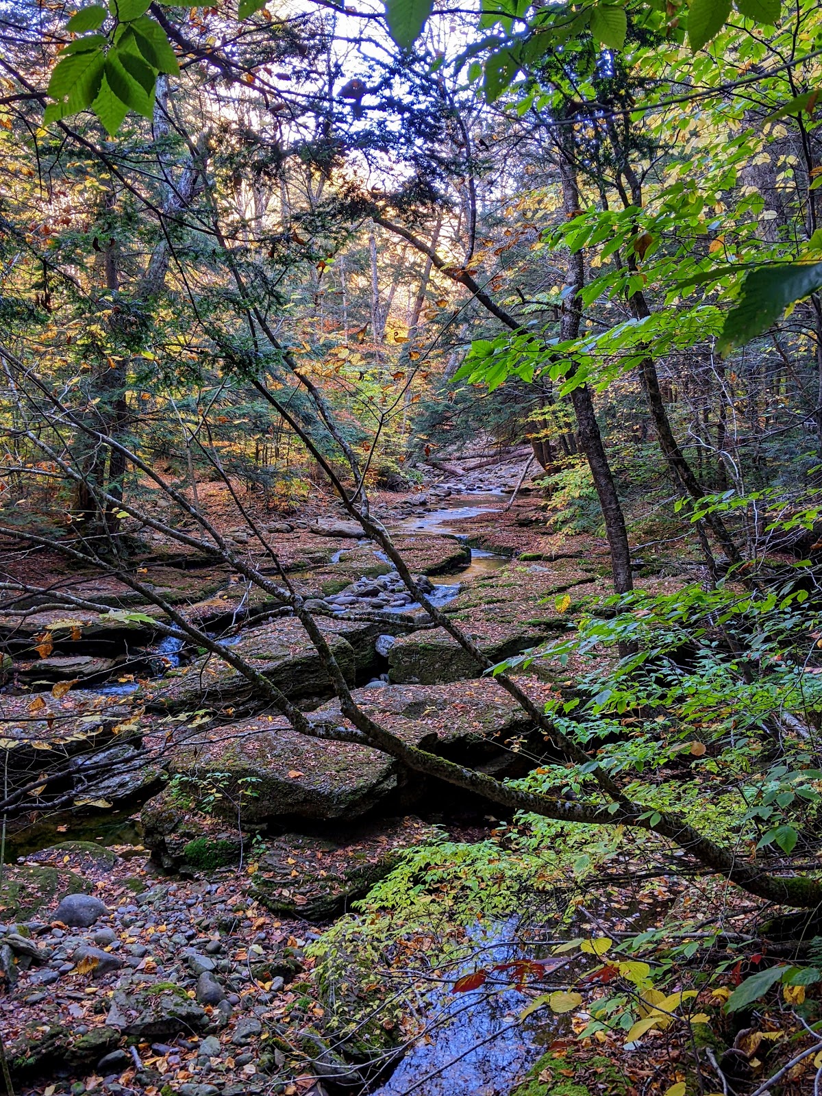 East Branch Neversink River