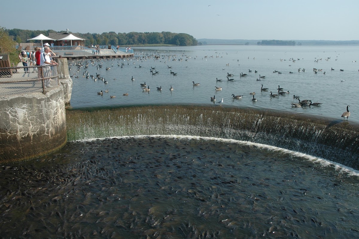 Pymatuning Reservoir
