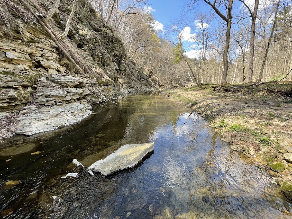 White Pine Hollow State Forest